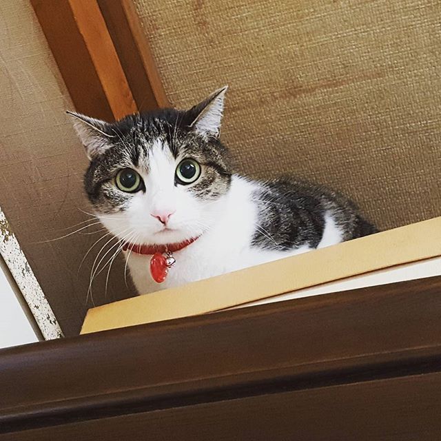 今日も警戒モードのラムお嬢さま。#Tokyoペットシッター#ペットシッター#cat#ねこ#きじしろ