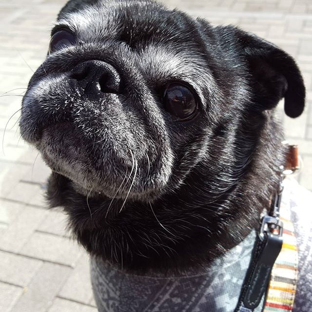 日向ぼっこ中。#Tokyoペットシッター#ペットシッター#dog#いぬ #パグ#黒パグ#pug#blackpug #pugsofinstagram