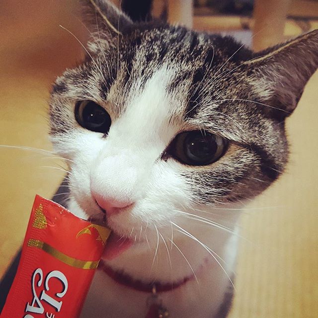 でも、ちゅ〜るで懐柔成功#Tokyoペットシッター#ペットシッター#cat#ねこ#きじしろ #ちゅーる