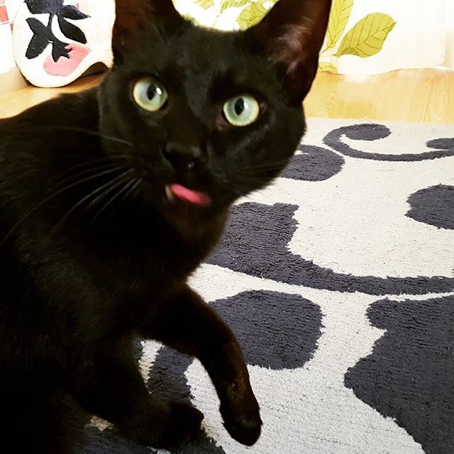 初日からたくさん仲良くしてくれたハニーちゃん♡#Tokyoペットシッター#ペットシッター#cat#ねこ#くろねこ #cats#blackcat