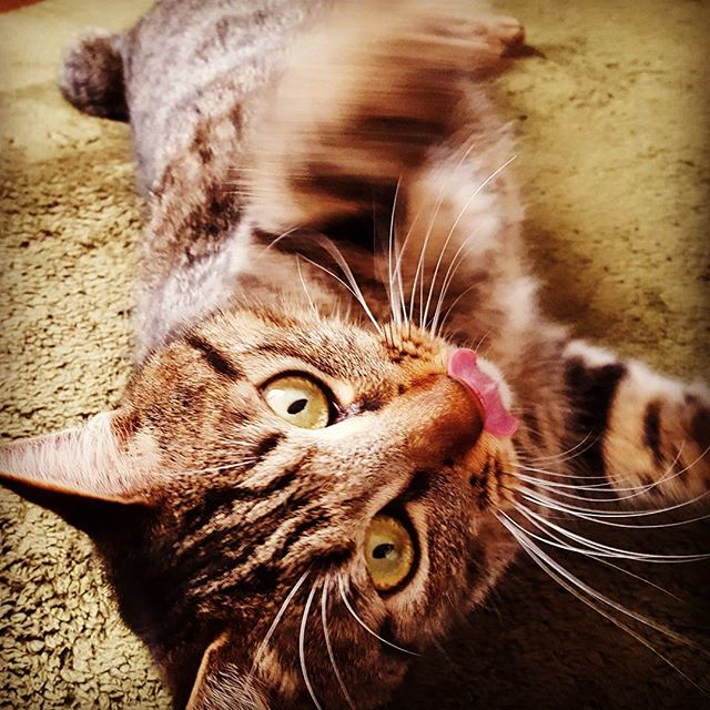 荘助ちゃん、ハンティングの最中に舌なめずり（笑）#Tokyoペットシッター#ペットシッター#cat#ねこ#キジトラ#cats