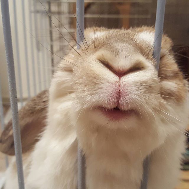 デイジー、可愛すぎて困る。#Tokyoペットシッター#ペットシッター#rabbit #うさぎ#ホーランドロップ