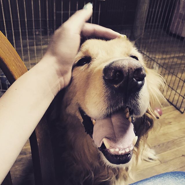 いつもステキな笑顔をありがとう#tokyoペットシッター #ペットシッター #goldenretriever #dogs #ゴールデンレトリバー#犬
