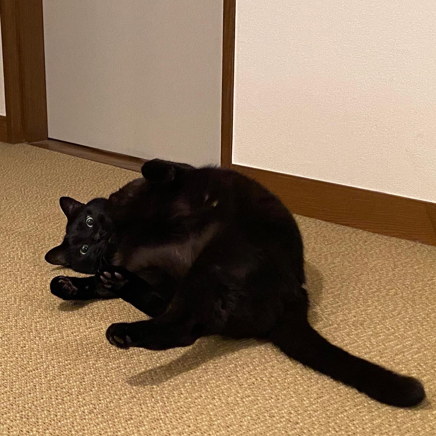 ナラちゃん、最近はお留守番だと不機嫌になることが多かったのですけど、久しぶりに上機嫌でゴロンゴロンでした️でも、決して撫でさせてはくれない#tokyopetsitter #cat #blackcat #猫 #黒猫