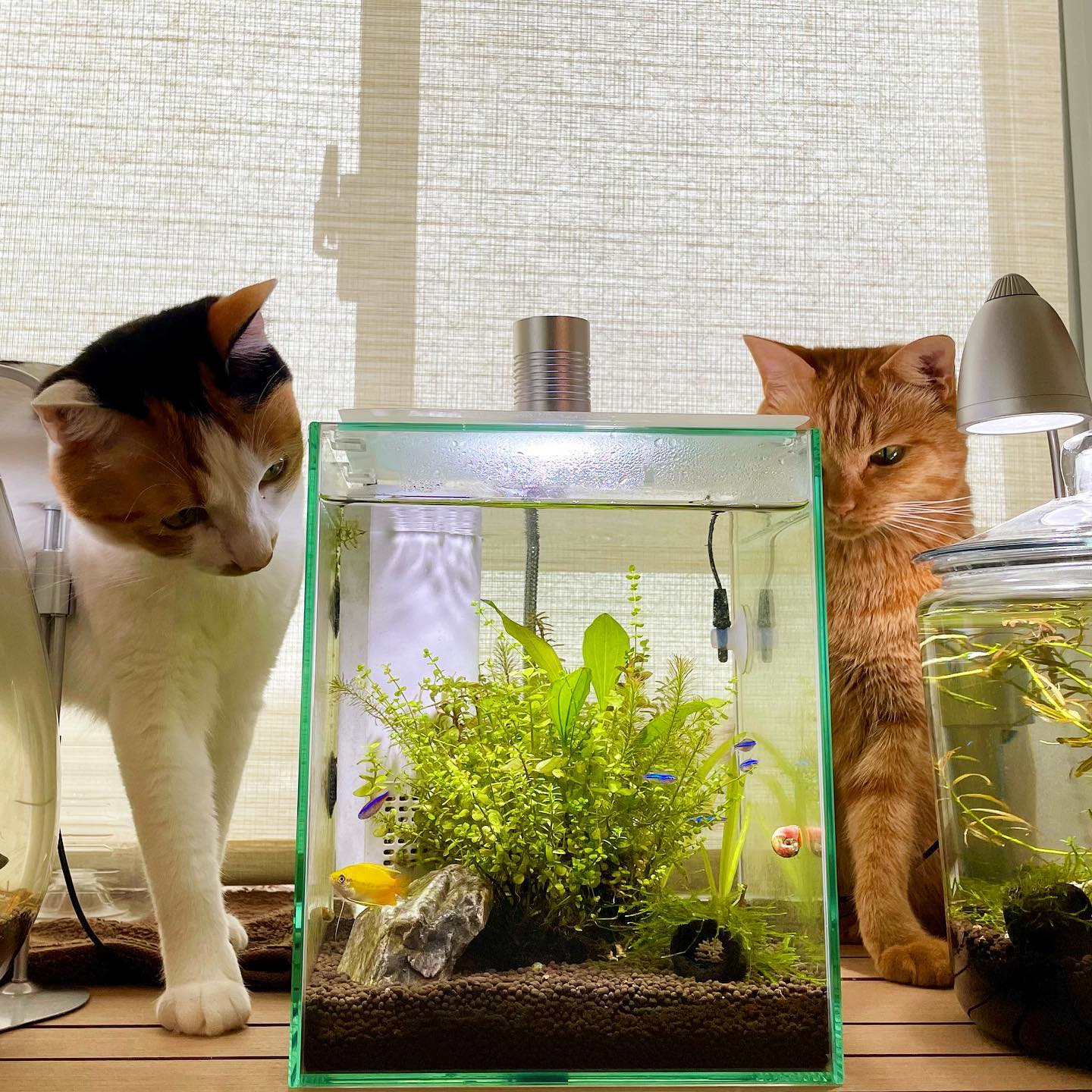 春から、私の趣味にボトルアクアリウム 2つと熱帯魚水槽1つが加わったのだけど、猫の好奇心が煽られまくってるでも、2人ともお利口さんだから観察専門。私よりも熱心だから、こっそり観察日記とかつけてそう。レッドラムズホーンが繁殖しまくってます。お客様で、欲しい方いらっしゃったらご遠慮なく#熱帯魚と猫