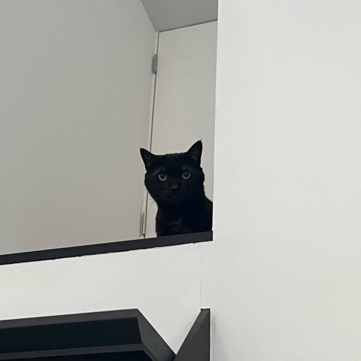 可愛すぎる黒猫にゃーちゃん🐈‍前回はひたすら隠れんぼだったけど、今回は「ごはん食べに行っても良い？」と階上からシッターを見下ろしていました🤗にゃーちゃん、ごはん大好きだねとっても良いこと！少しずつにゃーちゃんのペースで仲良くなっていきたいです️シッティング担当：後藤