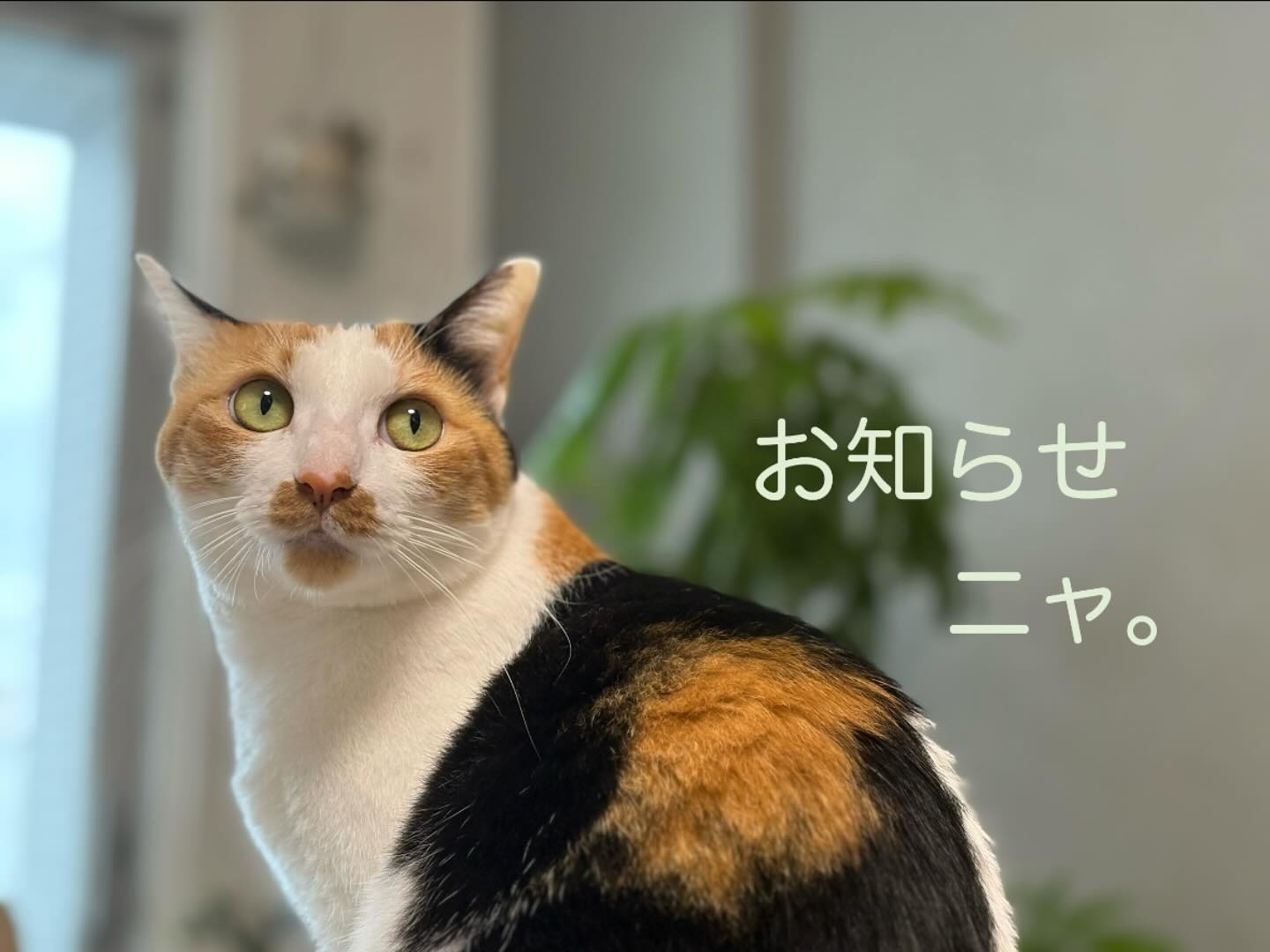 こんにちは！久し振りの投稿となります🐈🐈‍大谷です。開業時からずっと私がInstagramの投稿をして参りましたが、今後はお世話を担当させていただきましたシッターが投稿も担当させていただくことになりました️業務に追われて最近は大谷がInstagramをサボりがちになっていましたが、今後はスタッフが可愛いねこさん達のお写真や動画をご紹介させていただきますので、今後ともどうぞよろしくお願いいたします「お家でのお留守番だと、とてもリラックスして過ごせるんだよ」ということを、もっともっと大勢の方に知っていただきたいです🥺シッターのご利用を迷われている方にも、当店のシッターのねこさん達への愛が届くと嬉しいです。今後もスタッフ一同、ねこさんたちと飼い主様の為に頑張って参ります🕺🏻🕺🏻どうぞよろしくお願いいたします！Tokyoペットシッター代表　大谷仁美#tokyoペットシッター #ペットシッター #キャットシッター #ねこすたぐらむ #ねこ #猫#ねこ部 #ねこすたぐらむ