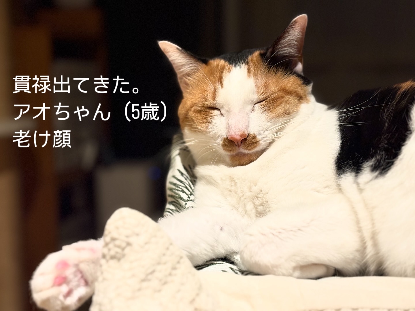 たまには、我が家のねこ自慢を🐈大谷家のねこ、アオちゃん。そっと寄り添ってくれる癒し系女子。#Tokyoペットシッター#キャットシッター#ペットシッター #ねこすたぐらむ #猫 #ねこ #ねこ部 #猫好きさんと繋がりたい