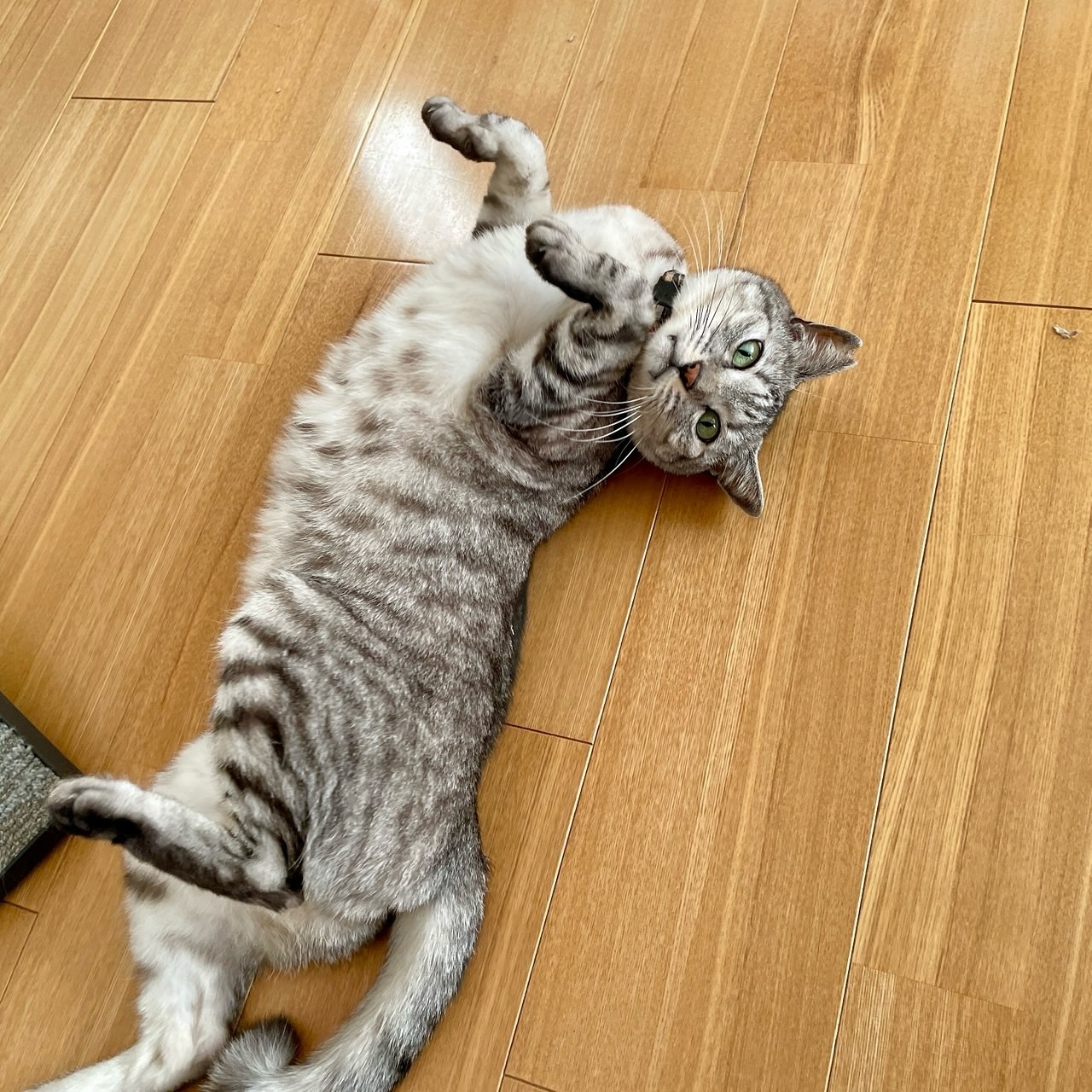 ヒョンちゃん慎重派のヒョンちゃん🐈‍初対面でしたが、ゆっくりご挨拶をするとすぐにゴロゴロ音を響かせてくれました！お尻トントンをすると「もっとやって！」とお尻をあげてのアピールお腹見せの大サービスなど無邪気な愛情表現にシッターはメロメロでしたヒョンちゃんありがとう担当シッター：川嶋 & 後藤#Tokyoペットシッター#キャットシッター#ペットシッター #ねこすたぐらむ #猫 #ねこ #ねこ部 #猫好きさんと繋がりたい