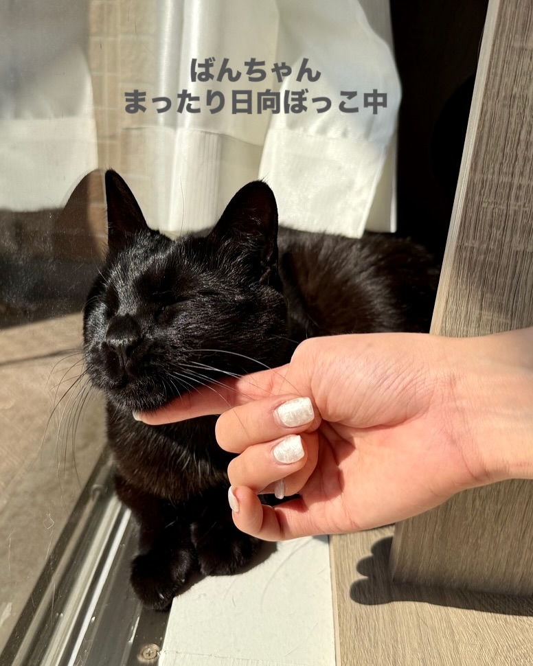 黒猫ばんちゃん🐈‍キジトラきっちゃん🐈今回もお留守番を頑張れました🤗ナデナデ大好きなばんちゃん、なかなか心を開けないきっちゃん。きっちゃんはあざと可愛いタイプの女子なのだそうで、きっと近いうちに絶妙なタイミングで甘えてくれると信じています🤭シッティング担当：後藤#Tokyoペットシッター#キャットシッター#ペットシッター #ねこすたぐらむ #猫 #ねこ #ねこ部 #猫好きさんと繋がりたい