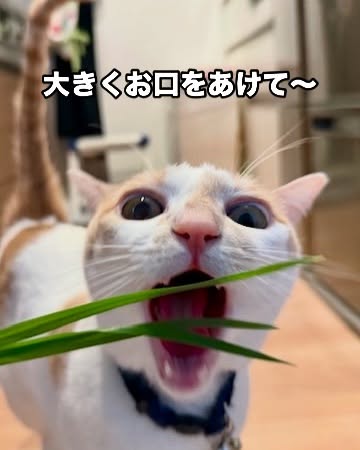 もんじろうちゃん🫶猫草をこよなく愛する、かわいい男の子🐈猫草タイムには、いつもワイルドな一面を見せてくれる🤭シッティング担当：後藤#Tokyoペットシッター#キャットシッター#ペットシッター #ねこすたぐらむ #猫 #ねこ #ねこ部 #猫好きさんと繋がりたい