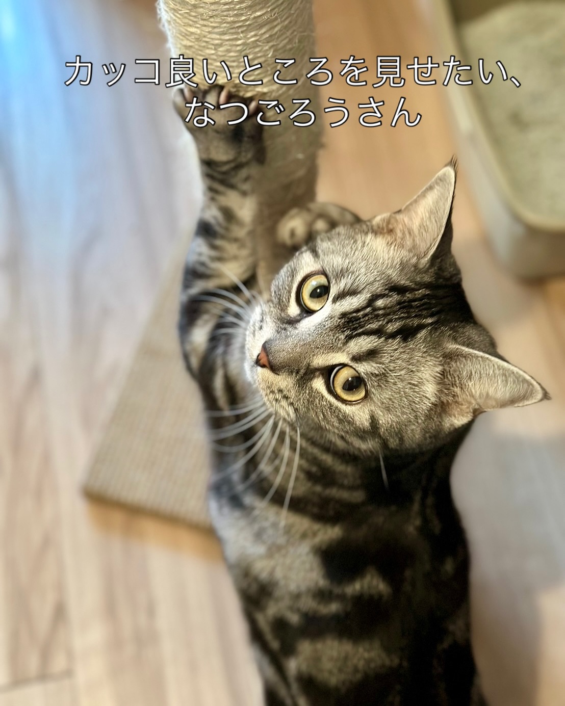 なつごろうさん🐈担当が誰であっても、いつも目一杯甘えてくれるそして、カッコ良いところを見て欲しがる🥰男の子の甘え方は、女の子とは全然違う。どっちも可愛い‍♂️シッティング担当：小出 & 粟田#Tokyoペットシッター#キャットシッター#ペットシッター #ねこすたぐらむ #猫 #ねこ #ねこ部 #猫好きさんと繋がりたい