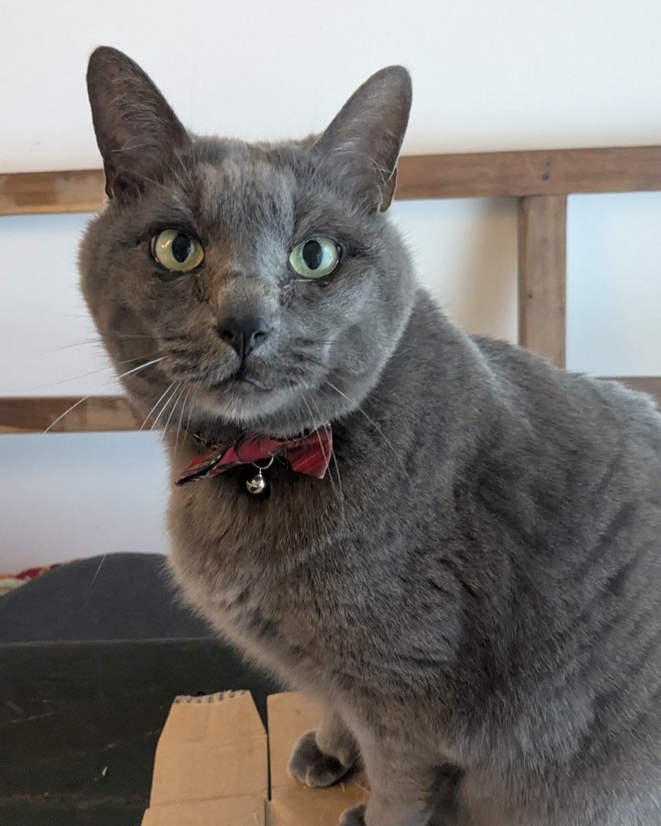 ホシオちゃん🐈‍今回もシッターと仲良くお留守番をがんばれました🤗ブラッシングが大好きすぎて、ファーミネーターを堪能しながらラバーでセルフブラッシング！可愛いな〜ホシオちゃん🫶シッティング担当：臼井 & 後藤#Tokyoペットシッター#キャットシッター#ペットシッター #ねこすたぐらむ #猫 #ねこ #ねこ部 #猫好きさんと繋がりたい