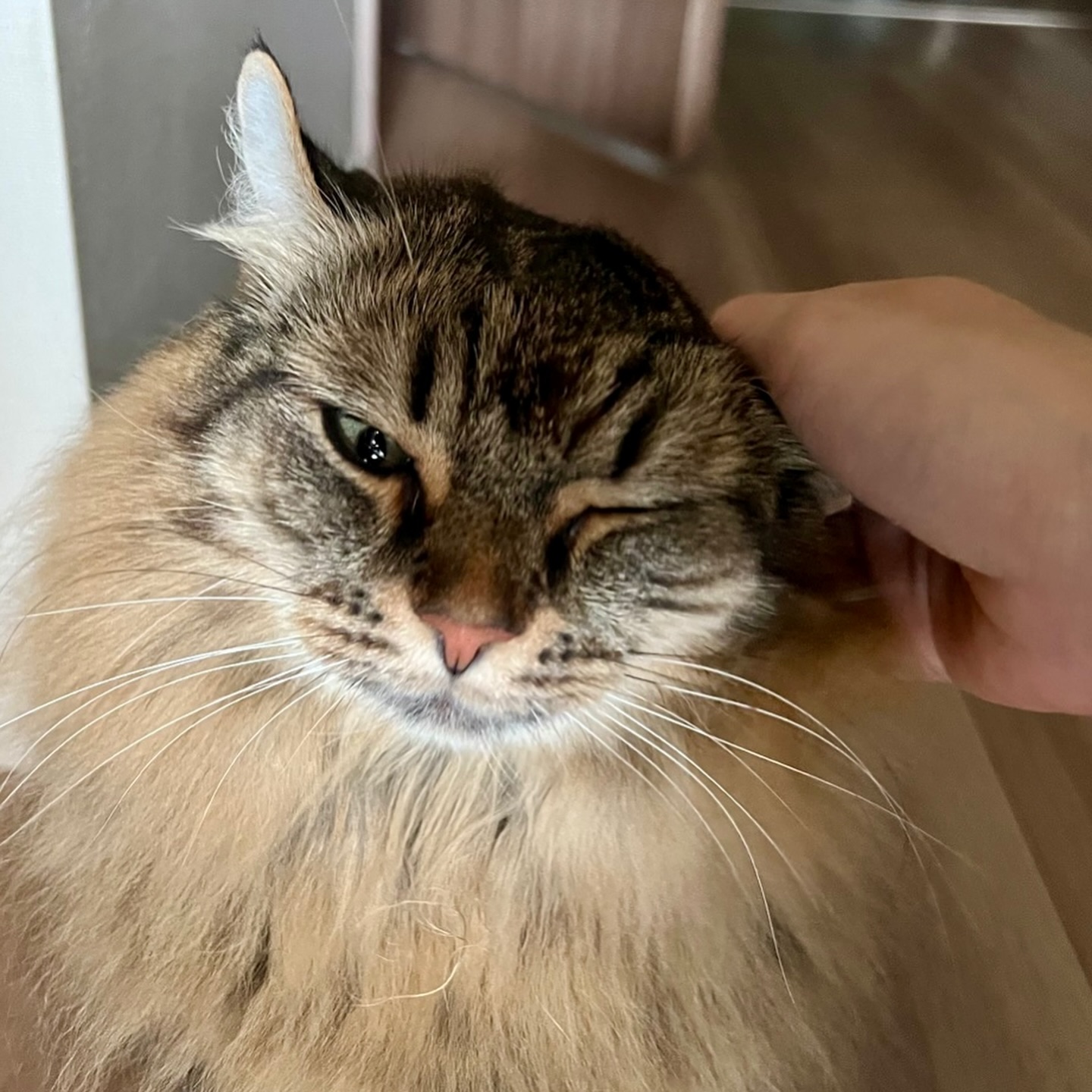 デメルちゃん🐈‍さとこちゃん🐈玄関を開けて入室させていただくと、今回も2人ともトコトコと可愛らしくお出迎えに来てくれましたシッターの訪問イコール🫶美味しいおやつ&じゃらしタイムだと完全に理解しているデメさとちゃんたちシッティングをいつも楽しみにしてくれているようで、とても嬉しいです！シッティング担当：後藤#Tokyoペットシッター#キャットシッター#ペットシッター #ねこすたぐらむ #猫 #ねこ #ねこ部 #猫好きさんと繋がりたい