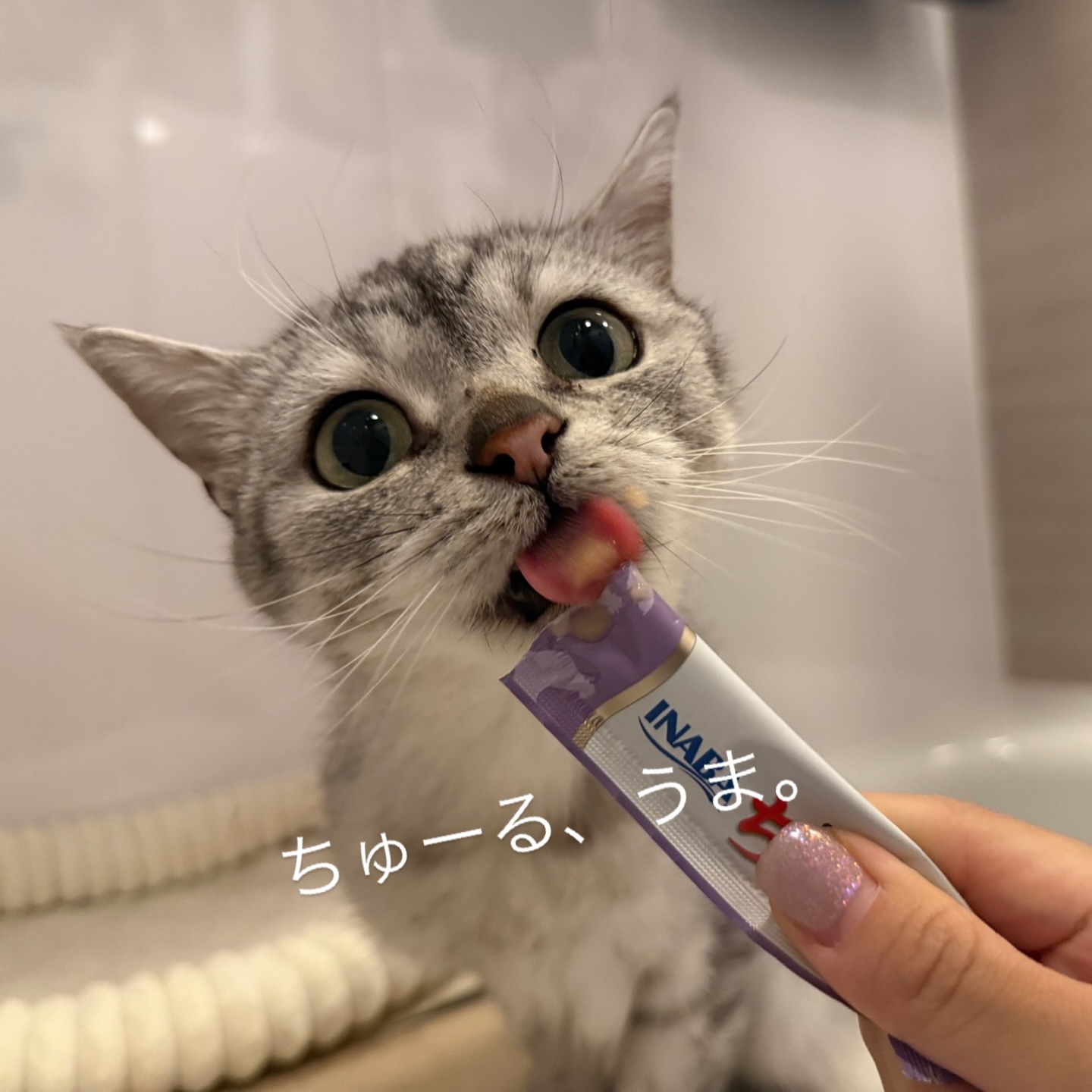 ひなとくんはるくん今回もシッティングの時間を楽しんでくれました🤗ふぅちゃん🐈は隠れんぼモードが発動してハンモックでお過ごしでしたが、じゃらし遊びは楽しめましたみんな、めいめいに好きなことを楽しみながらお留守番ができて、とってもお利口さん🥰シッティング担当：後藤#Tokyoペットシッター#キャットシッター#ペットシッター #ねこすたぐらむ #猫 #ねこ #ねこ部 #猫好きさんと繋がりたい