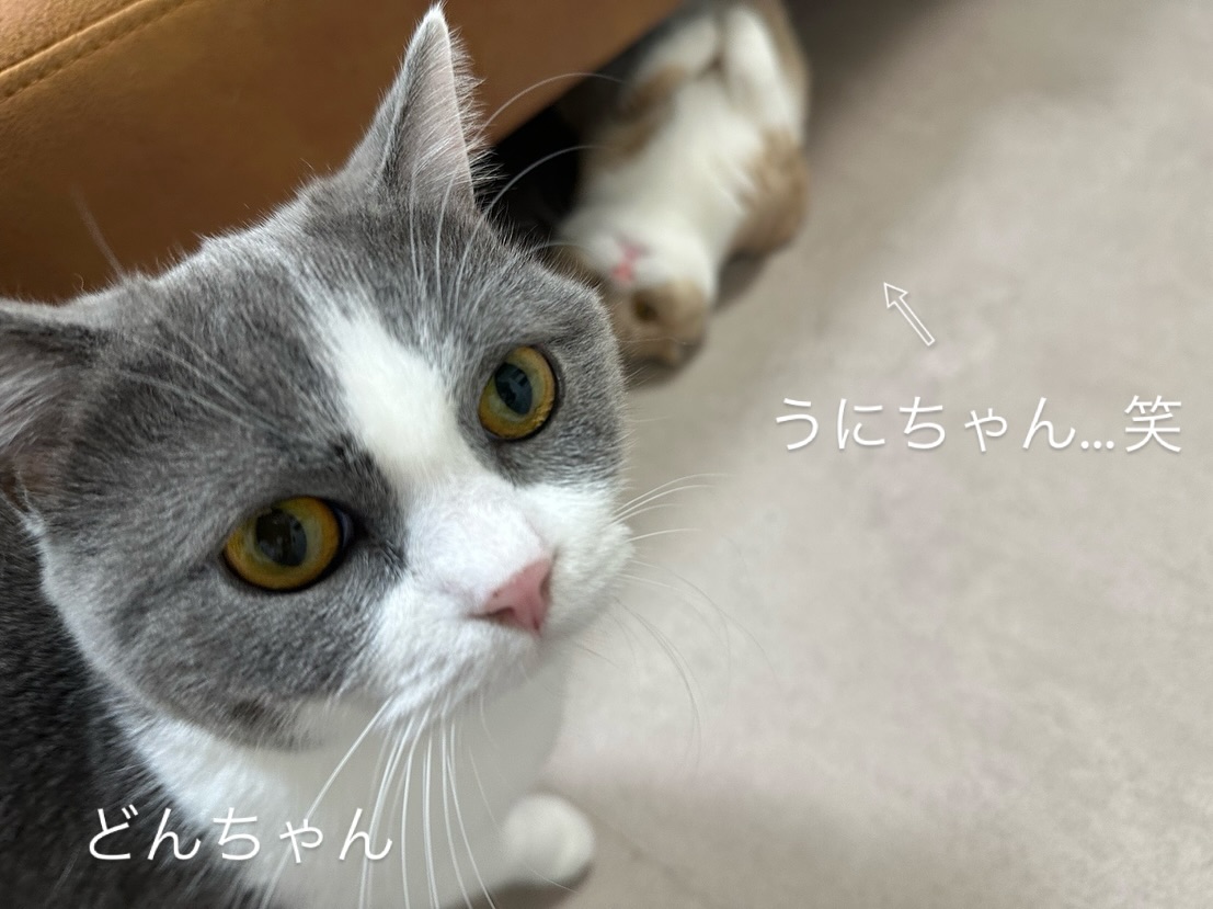 うにちゃんどんちゃん可愛いおふたりは、今回が初めてのご利用でした️初日から担当の小出と仲良しになってくれ、毎日たくさんじゃらし遊びを楽しみ、お留守番をがんばれましたうにちゃん、初日からこのリラックスっぷりはなかなかのものですどんちゃん、じゃらし遊び楽しかったね🥰シッティング担当：小出#Tokyoペットシッター#キャットシッター#ペットシッター #ねこすたぐらむ #猫 #ねこ #ねこ部 #猫好きさんと繋がりたい