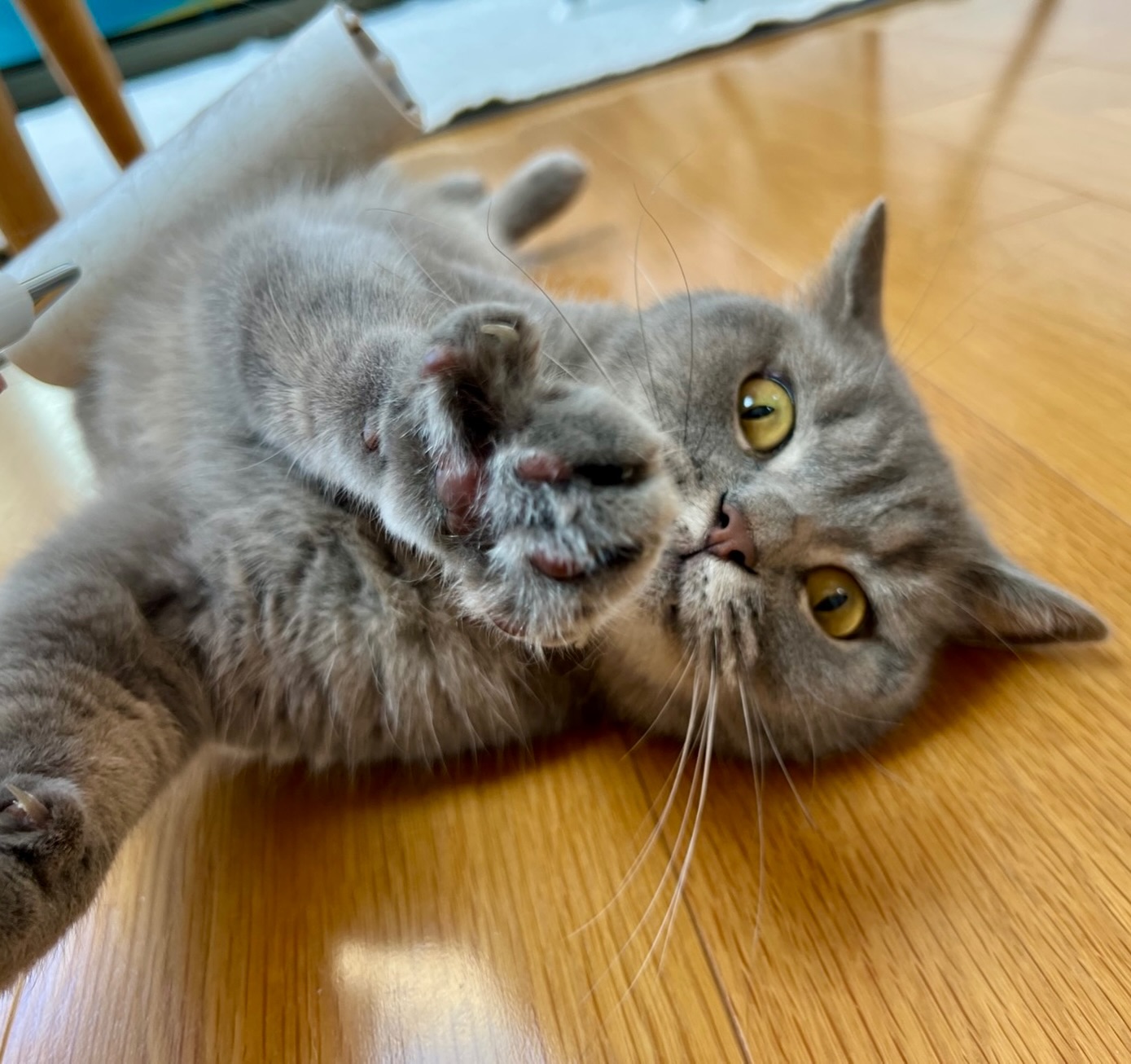 久しぶりのねこさん紹介です‍♀️（本当にすごくお久しぶりになってしまいました…）ビビちゃん🐈‍今回は、粟田と尾曲の2名で担当をさせていただきました人が大好きで、ブラッシングをこよなく愛するビビちゃん。シッターの訪問を、毎回それはそれは喜んでくれました！コロコロに身悶えるビビちゃん、最高に可愛すぎました🥺また会える日を楽しみにしてるね🥰美味しいのをいっぱい食べて、元気でね！#Tokyoペットシッター#キャットシッター#ペットシッター #ねこすたぐらむ #猫 #ねこ #ねこ部 #猫好きさんと繋がりたい