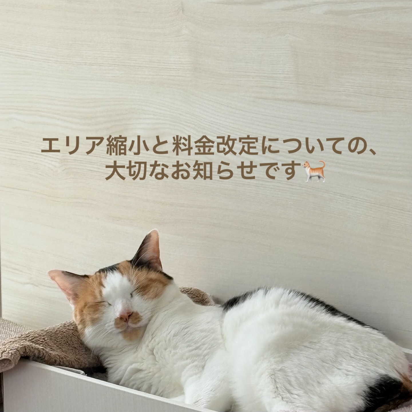 いつも当店のキャットシッターサービスをご利用いただき、誠にありがとうございます。皆さまの大切な猫さんのお世話をお任せいただき、また温かいお言葉を頂戴しながら支えていただいたお陰で、今日までサービスを続けてこられました。改めて深く感謝申し上げます‍♀️このたび、スタッフが安心して長く働き続けられる体制を整えるため、2026年2月1日よりシッティング料金を一部改定させていただくことになりました。今回の改定は利益を目的としたものではなく、猫さんとご家族により安心してご利用いただけるサービスを維持し、スタッフがやりがいを持って無理なく働き続けられる環境を守るためのものです。スタッフが長期にわたって担当できることで、猫さんにとっても顔なじみのシッターが増え、ご家族にもより一層安心してご利用いただける体制につながると考えております。また、ここ数ヶ月の人手不足を踏まえ、サービスの質を維持するため、体制が整うまでの間は対応エリアを一部縮小して運営をさせていただきます。そのため、2025年10月以降は下記のエリアでの新規受付を一旦停止させていただきます。リピートのお客様につきましては引き続き今まで通りご訪問をさせていただく予定をしておりますが、ご予約状況によっては難しい場合もございます。一日でも早く人手不足を解消できますよう努めて参りますので、よろしくお願いいたします。新規受付停止エリア【文京区】関口／目白台／音羽／大塚5〜6丁目【豊島区】西巣鴨／池袋／目白／早稲田【北区】十条／東十条／王子／滝野川最後に、改定後の料金は以下の通りです。新料金（2026年2月1日より）・40分　3,300円 → 3,800円（+500円）・60分　3,800円 → 4,300円（+500円）・延長15分　800円（変更なし）・新規打ち合わせ　2,000円（変更なし）・再打ち合わせ　1,500円（変更なし）ご負担やご不便をお掛けすることとなり大変心苦しいのですが、今後も猫さんと飼い主さまにご安心してお世話をお任せいただけるよう、スタッフ一同、誠心誠意取り組んで参ります。今後とも、何卒よろしくお願い申し上げます。Tokyoペットシッター代表　大谷仁美