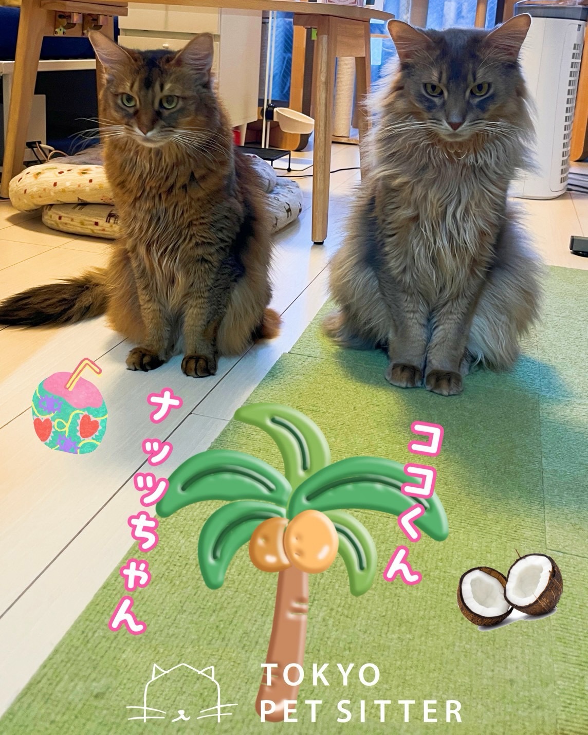 ココくんナッツちゃん、初めまして🥥凛々しくイケメンココくんと、つぶらな瞳でおもちゃ大好きナッツちゃんココくん普段は見た目通りとっても落ち着いていて凛としていますが、いざ撫で撫ですると、ゴロンと気持ちよさそうに身を任せてしまう姿にギャップ萌えでした🥰🫰ナッツちゃんはおもちゃが入ってる引き出しを開けた途端、どこからともなくピュンと飛んできて「どれにしようかな〜」と一緒にスタメンを選んでくれ微笑ましすぎましたお二人の可愛い一面に終始メロメロな一日でした🫶シッティング担当:齋藤#tokyoペットシッター #キャットシッター#猫のお留守番#猫専門ペットシッター#足立区と墨田区へのご訪問始めました！