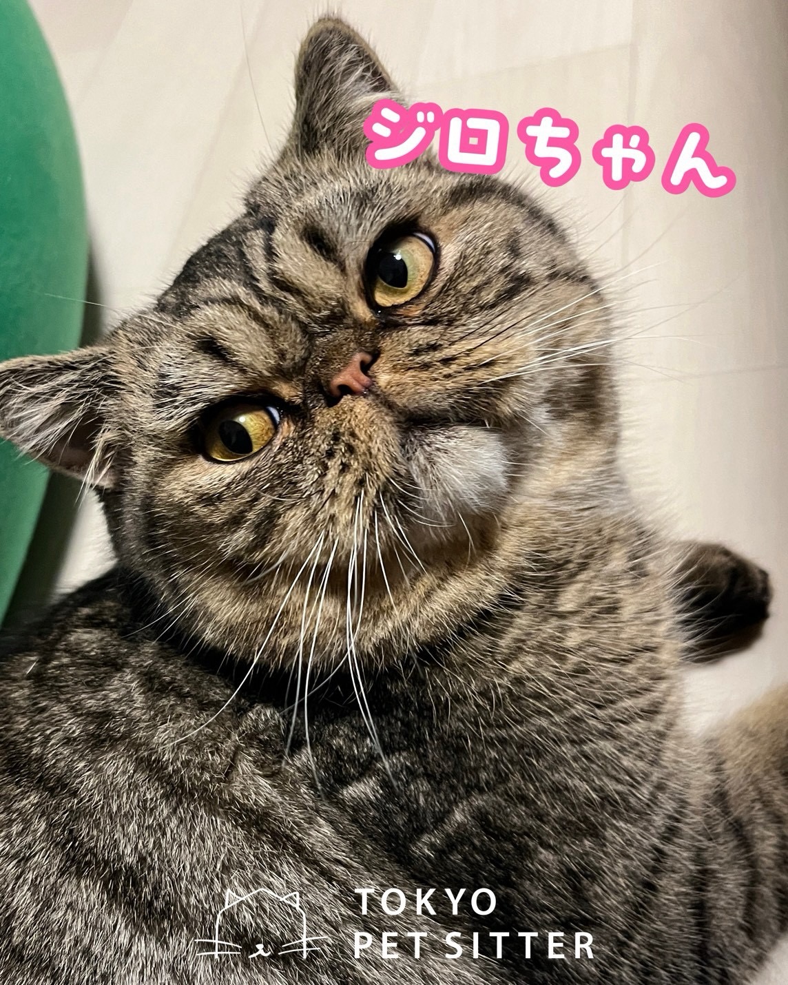 ジロちゃん、初めましてふんわりコロコロとしたシルエットがたまりません️️お気に入りの場所は「窓際」と「ジロちゃん専用部屋の最上階」❣️窓際でくつろいでいるとき、カーテンから尻尾だけ出しちゃうおっちょこちょいさんの一方で、ごはんの匂いには秒で反応しちゃうグルメさんな一面も…🤭どこを切り取ってもクスっと笑ってしまうとってもお茶目なジロちゃんでしたシッティング担当:齋藤#tokyoペットシッター #キャットシッター #猫のお留守番 #猫に優しいお留守番#猫の介護もお任せください