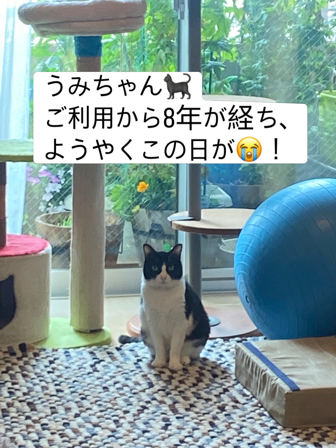 初めてご利用いただいた8年前から、ずっとずーっと、うみちゃんだけは隠れんぼさんでした🐈‍今回はシッターとの相性が良かったのか、初日から出て来てくれました！！！うみちゃん、勇気を出してくれてありがとう🥰また今度もよろしくね#tokyoペットシッター #キャットシッター#猫のお留守番#怖がり猫さん大歓迎 #猫に優しいお留守番