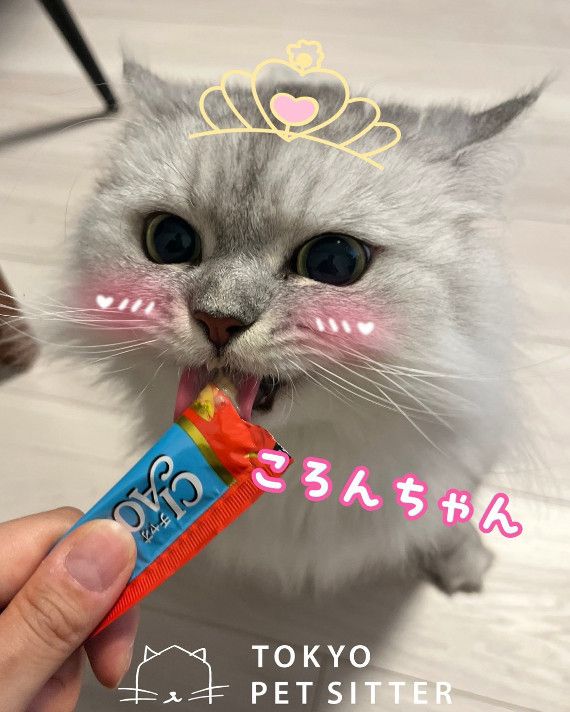 ころんちゃん、初めましてコロコロとした愛らしいシルエットと、気品漂うシルバーホワイトの毛並みのギャップがたまりません……！🩶🤍自分から行くのはOK、そっちから来るのはNGなツンデレ姫少し距離を置くと「かまって〜」と尻尾をスリスリ、おもちゃを前にすると無邪気に走り回るおてんばっぷりという、いくつもの魅力に心奪われます🥰カメラを見つけ、顔面ドアップ猫パンチ突撃の一部始終は必見です🤛❣️シッティング担当:齋藤