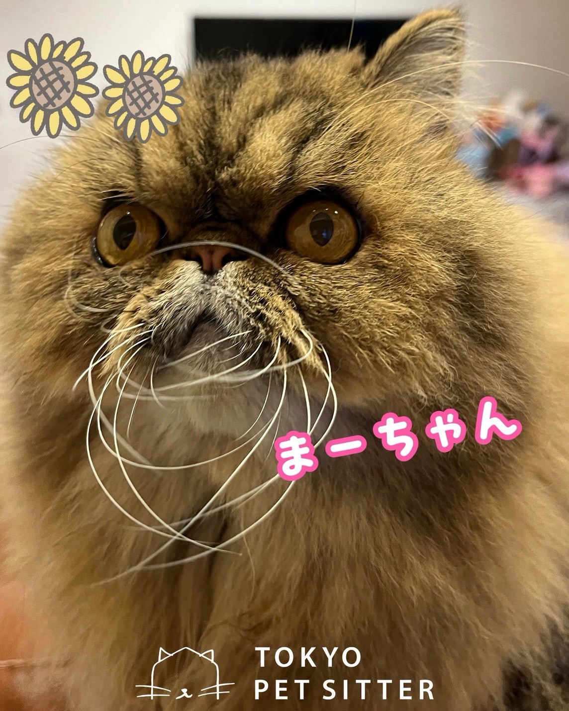 お久しぶりのまーちゃん🦁「覚えててくれたかな…?」と私の心配をよそに、玄関までトコトコとお出迎えに来てくれたリピーターのまーちゃん構ってほしい時は、とびきり可愛い声で「にゃっ️」とアピール。でもひとたびポインターが光れば、廊下を爆走するハンターへと変貌しますたくさん遊び疲れたら、リラックスタイム…と思いきや、後ろ足をびよ〜んと豪快に伸ばした無防備でちょっと面白い格好に、いつみても可愛すぎてノックアウトされてしまいます🤦♀️シッティング担当:齋藤#Tokyoペットシッター#キャットシッター#猫のお留守番#猫に優しいお留守番#猫専門シッター