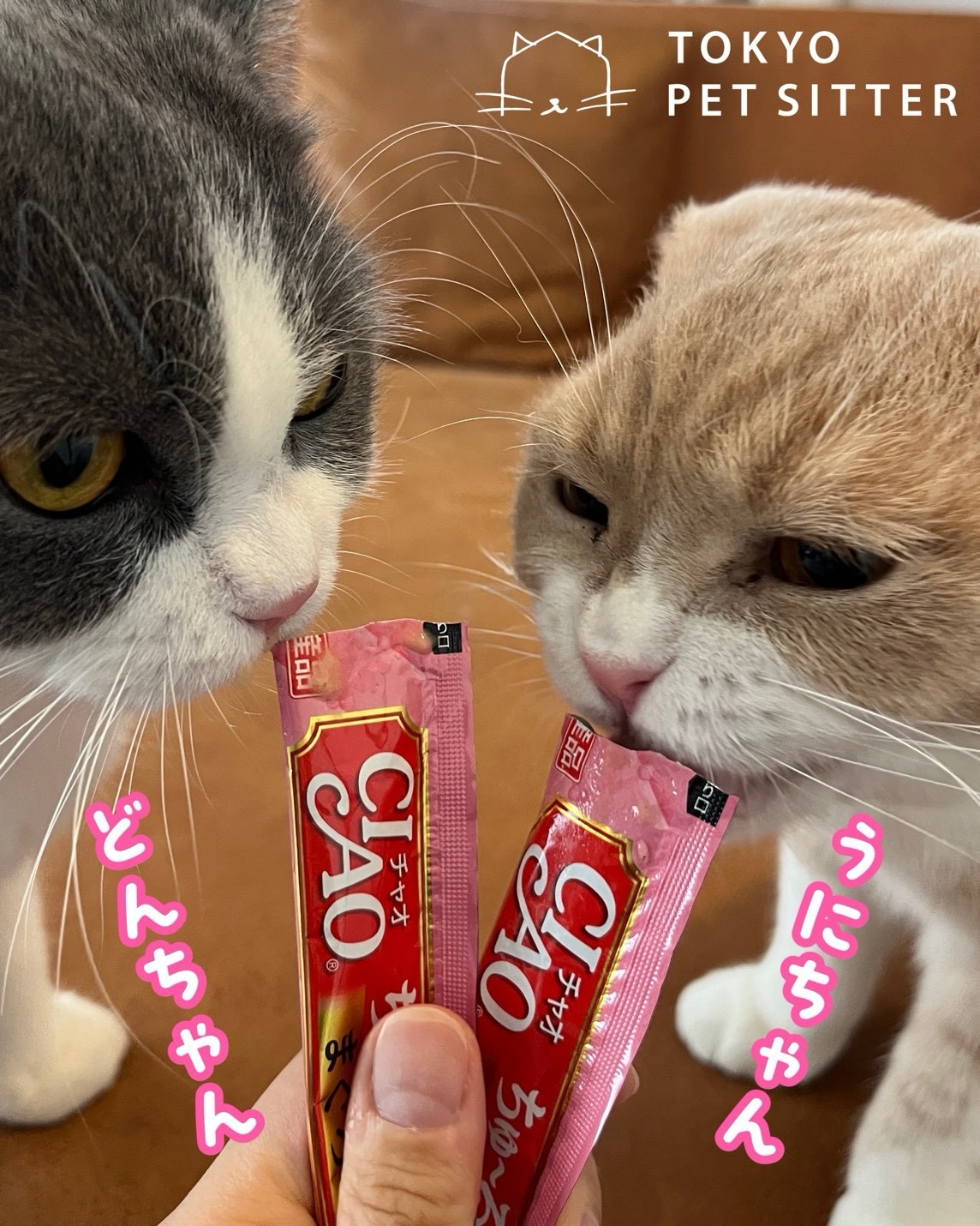 どんちゃん&うにちゃんいつもありがとうございます❣️社交性1000%の元気っ子どんちゃん作業中もずっと足元をついてきてくれ、「何してるのー?あそぼー」と見上げるお顔が堪りません️モコモコ毛並みを揺らしながら縦横無尽におもちゃを追う姿は、見ているだけで癒されます🥰対するうにちゃんは、マイペースを貫く硬派なツンデレさんカメラを向けると、「撮影許可してないにゃ」と尻尾のワイパーで無言の抗議🗯️♡ですが、どんちゃんとおもちゃで盛り上がっていると「……楽しそうだな」と言わんばかりにスッと隣に寄り添ってくる不器用な距離感がたまリません初日は警戒モード全開で秘伝のちゅーるすら突っぱねていたうにちゃんですが、最終的に打ち解け、どんちゃんと肩を並べて夢中でペロペロ ふたり並んで夢中で味わう姿は破壊力抜群ですシッティング担当:齋藤#tokyoペットシッター #猫専門ペットシッター#猫に優しいお留守番#猫のお留守番#猫専門