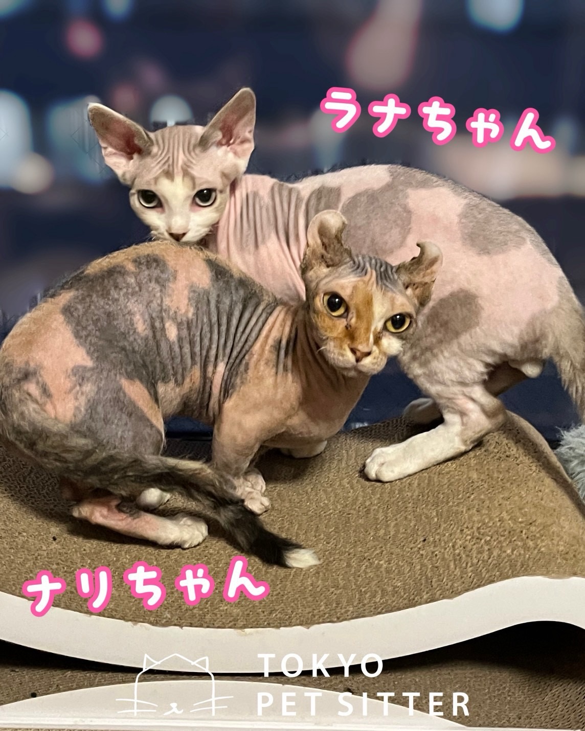いつもありがとうございます小柄な身体からは想像もつかないハイパワーで、縦横無尽に駆け抜けるアクティブコンビ妹分のように天真爛漫なラナちゃんは、お邪魔した瞬間から膝の上まで駆け登ってくる超ウェルカムスタイル 遊びへの情熱もピカイチで、おもちゃを見つけた瞬間にどこからともなく飛んできます一方、大人の余裕を漂わせるマイペースなナリちゃん。入室時は「また来たのね〜」とクールな対応ですが、ご飯の準備が始まると一変❣️「ねぇまだ〜?」と肩へぴょんとジャンプして甘えてくるギャップがたまりません🤤️おもちゃを目がけてロケットのように跳び回るラナちゃんを、ナリちゃんが引き気味で見つめる温度差にもクスッとしてしまいましたそれぞれのペースで楽しんでくれる二人に囲まれて、終始癒やされっぱなしのひとときでしたシッティング担当:齋藤#Tokyoペットシッター#猫専門シッター#猫に優しいお留守番#ペットシッター#キャットシッター