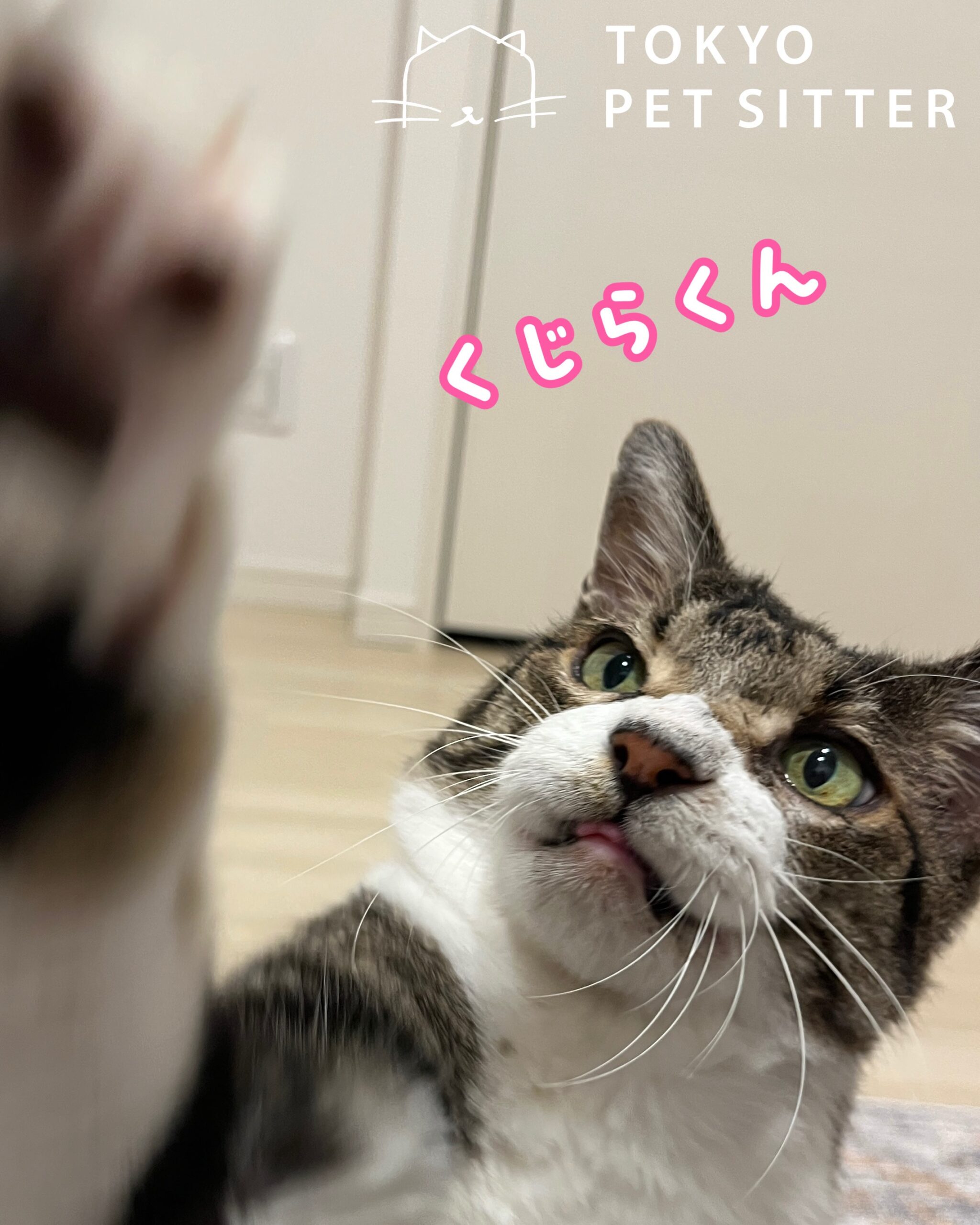 いつもありがとうございますシッティングを重ねるごとにすっかり甘えん坊モードになりつつも、今では「あ、知ってる顔が来た〜」と言わんばかりにキャットタワーからマイペースにお出迎え!しっかり覚えてリラックスしてくれている姿が本当に嬉しいです🥰どこへ行くにも足元をついてきてくれ、ご飯のご用意を始めるとどこにいても一瞬でキッチンまで飛んできて見上げてくる姿もたまりません🍽️「遊ぼうよ〜」とおしゃべりもたくさんしてくれ、片手でシュバッとスマートに繰り出す猫パンチはハッとするほどハンサムなでなでタイムになると「次はここ!」とお尻を向けたり、色んな角度からゴツンと甘えてスリスリしてくれる全力のデレデレ攻撃に、胸がキュンキュンしっぱなしの幸せな時間でしたシッティング担当:齋藤#tokyoペットシッター #猫のお留守番#キャットシッター #猫に優しいお留守番#東京ペットシッター